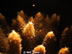 The first egg released during a research trip in Coral Bay by Nick Thake 